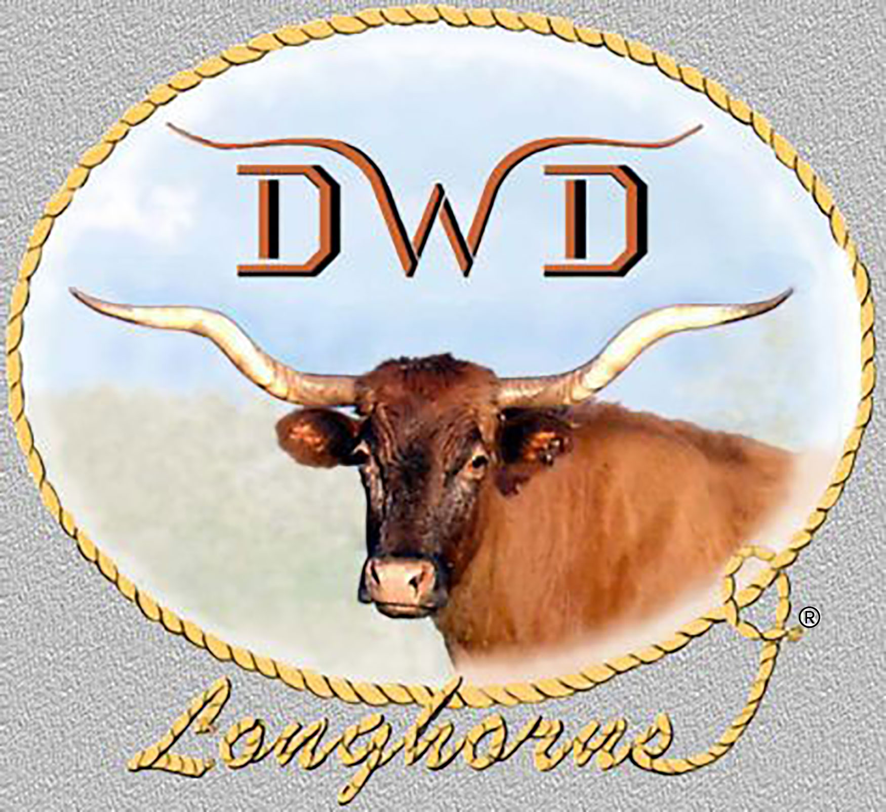 Texas Longhorn Cattle
