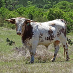 Texas Longhorn Cattle