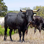 Texas Longhorn Cattle