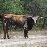 Texas Longhorn Cattle