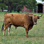 Texas Longhorn Cattle