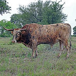 Texas Longhorn Cattle