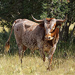 Texas Longhorn Cattle