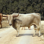 Texas Longhorn Cattle