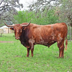 Texas Longhorn Cattle