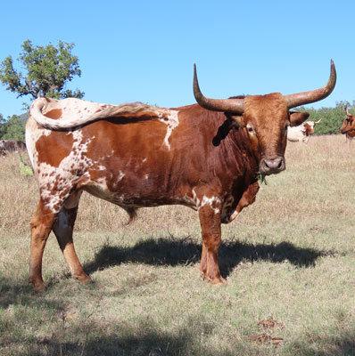 Texas Longhorn Cattle