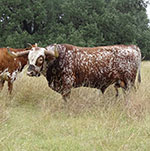 Texas Longhorn Cattle