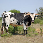 Texas Longhorn Cattle