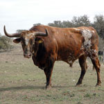 Texas Longhorn Cattle