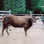 Texas Longhorn Cattle