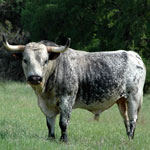 Texas Longhorn Cattle