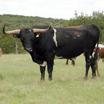 Texas Longhorn Cattle