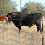 Texas Longhorn Cattle