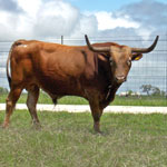 Texas Longhorn Cattle