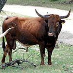 Texas Longhorn Cattle