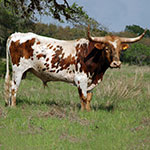 Texas Longhorn Cattle