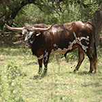 Texas Longhorn Cattle