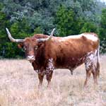 Texas Longhorn Cattle