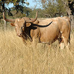 Texas Longhorn Cattle