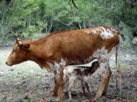 Texas Longhorn Cattle