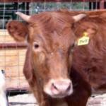 Texas Longhorn Cattle