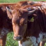 Texas Longhorn Cattle