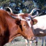 Texas Longhorn Cattle