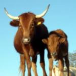 Texas Longhorn Cattle