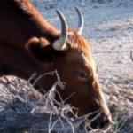 Texas Longhorn Cattle