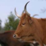 Texas Longhorn Cattle