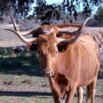 Texas Longhorn Cattle