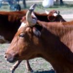 Texas Longhorn Cattle