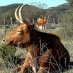 Texas Longhorn Cattle