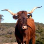 Texas Longhorn Cattle