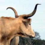 Texas Longhorn Cattle