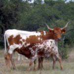 Texas Longhorn Cattle