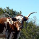 Texas Longhorn Cattle