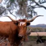 Texas Longhorn Cattle