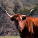 Texas Longhorn Cattle