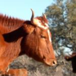 Texas Longhorn Cattle