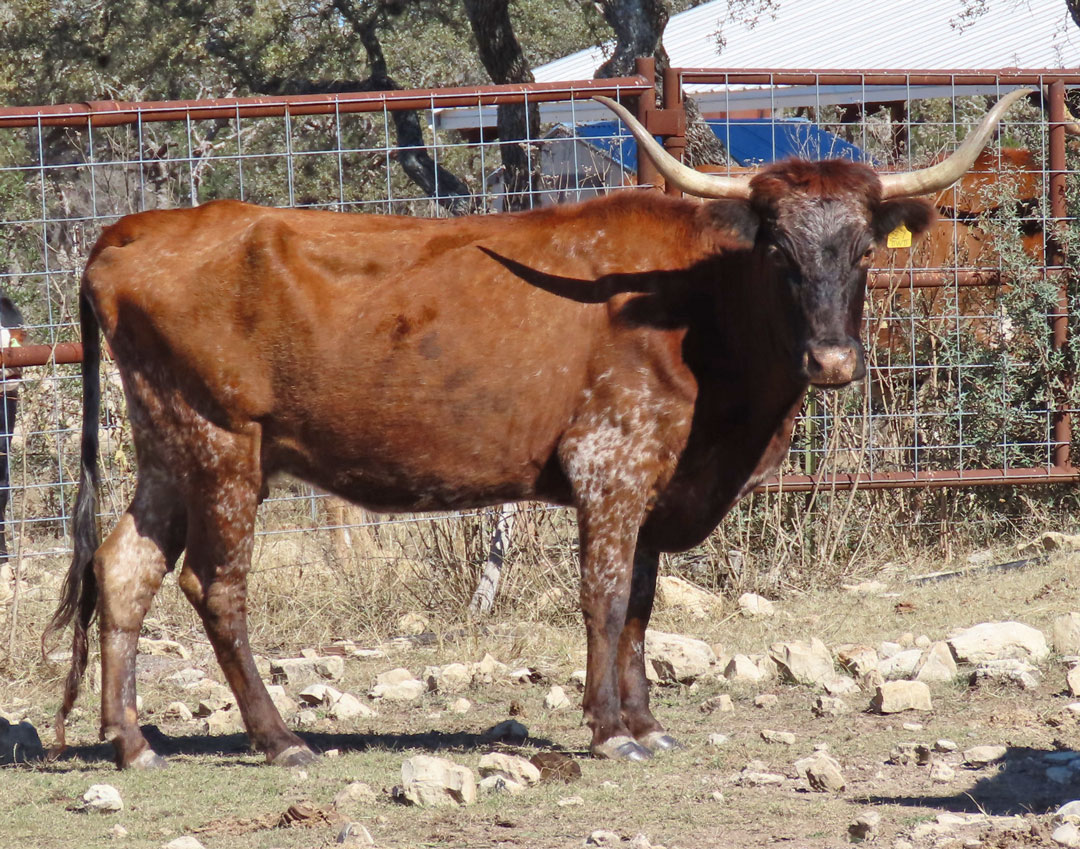 Texas Longhorn cow; brown with dark points
