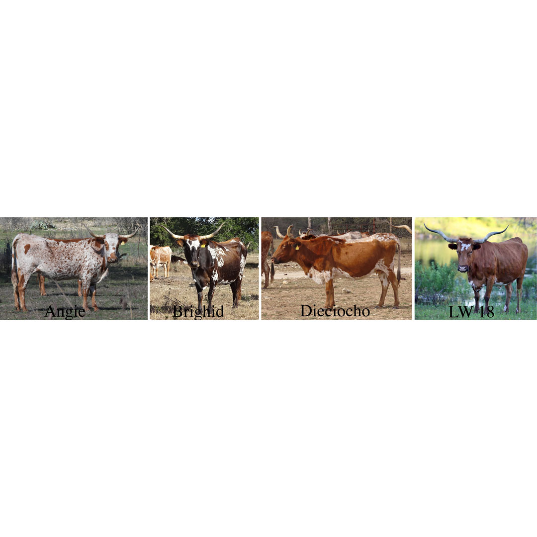 thumbnails of Texas Longhorn cows