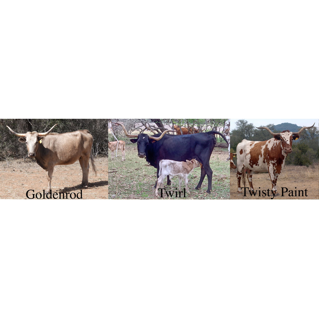 thumbnails of Texas Longhorn cows