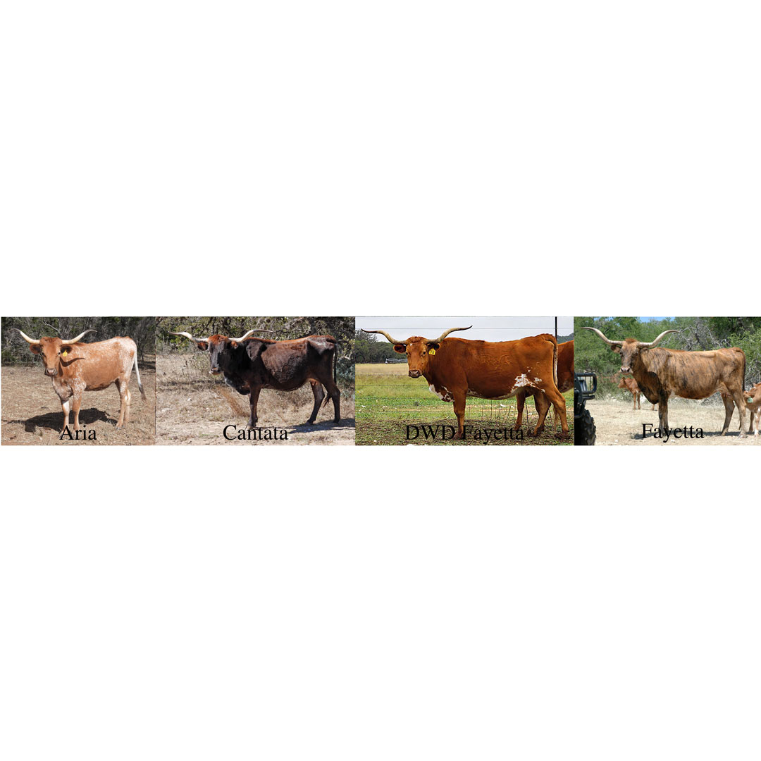 thumbnails of Texas Longhorn cows