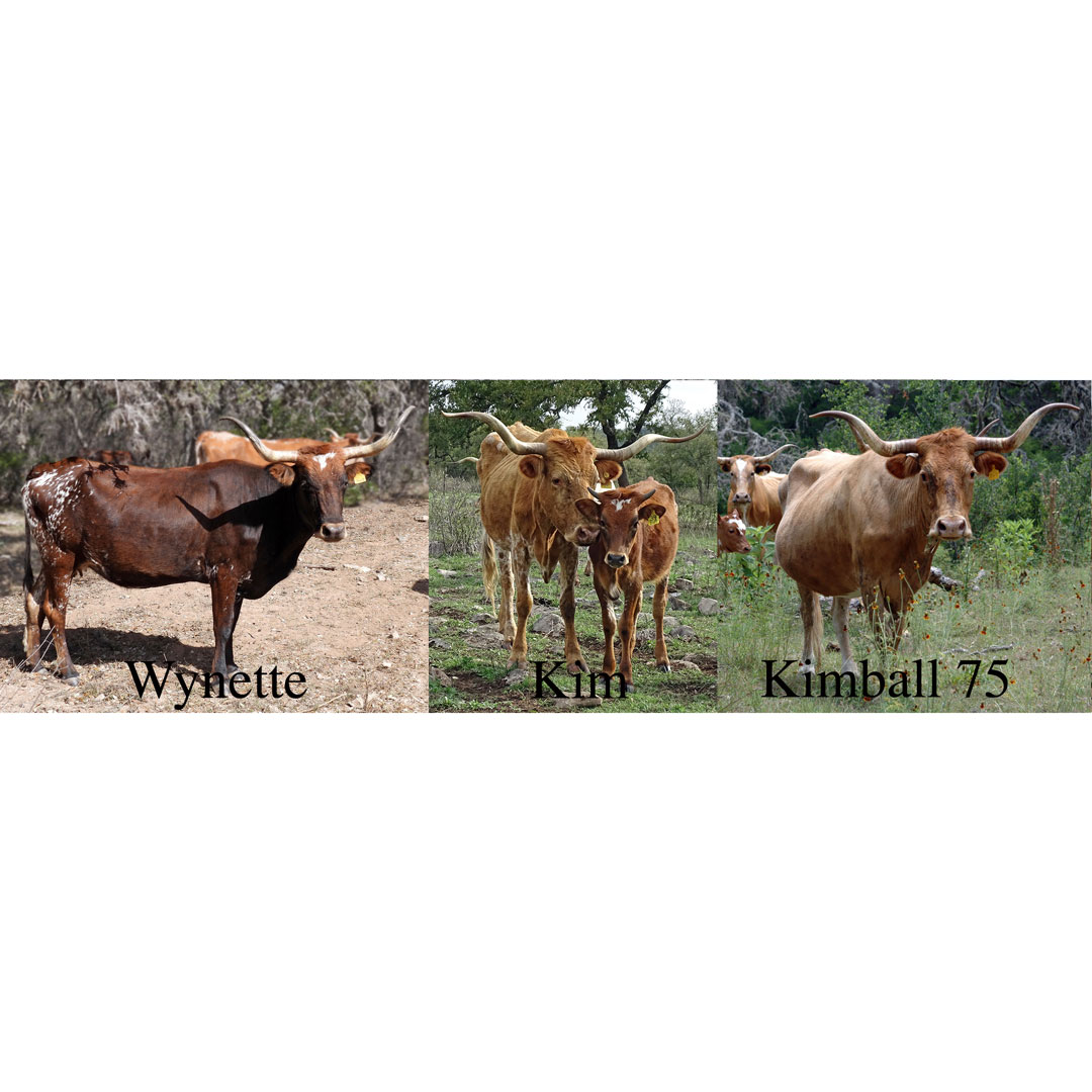 thumbnails of Texas Longhorn cows