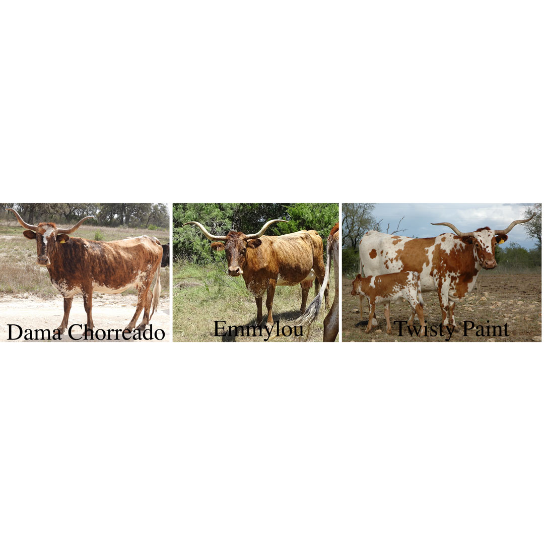 thumbnails of Texas Longhorn cows