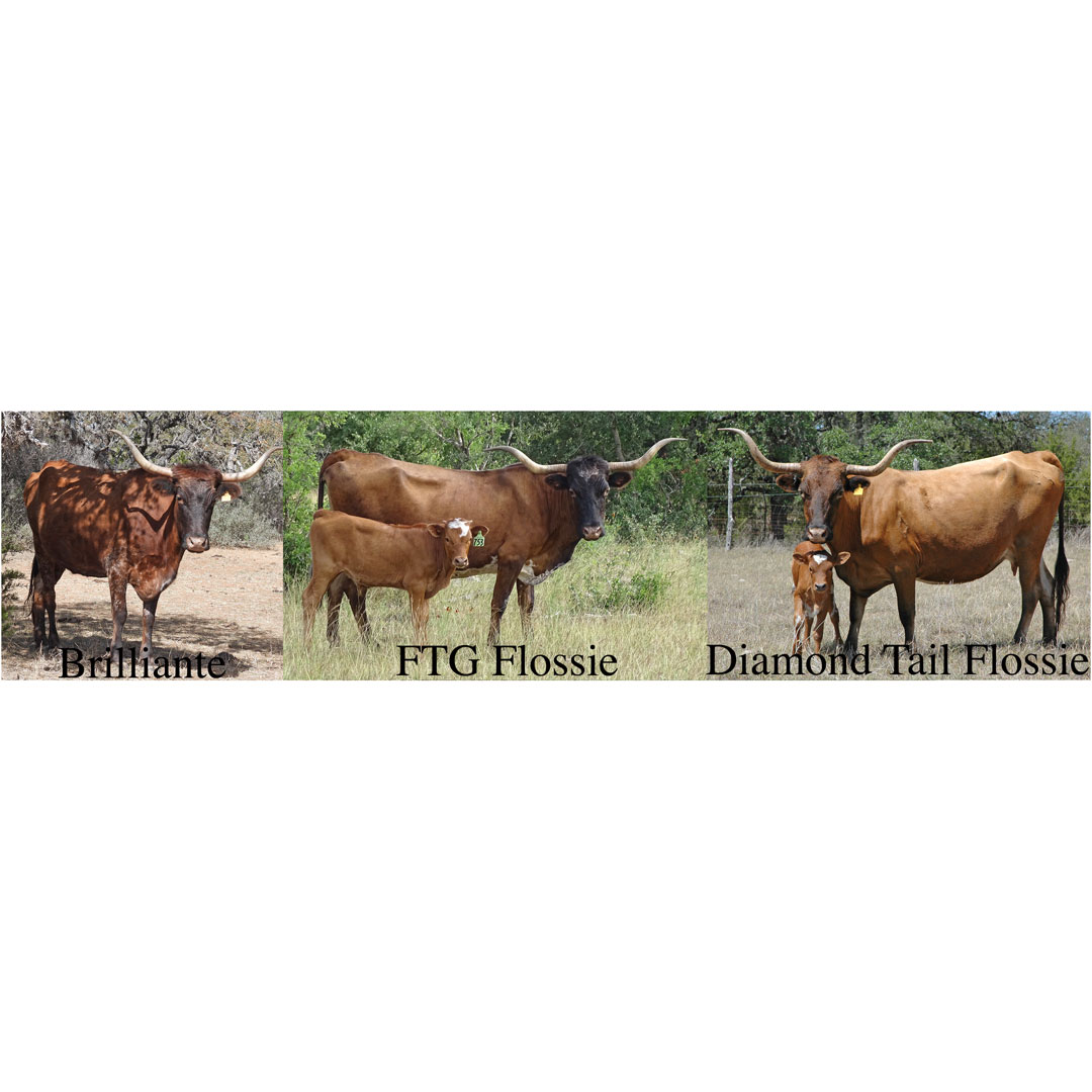 thumbnails of Texas Longhorn cows