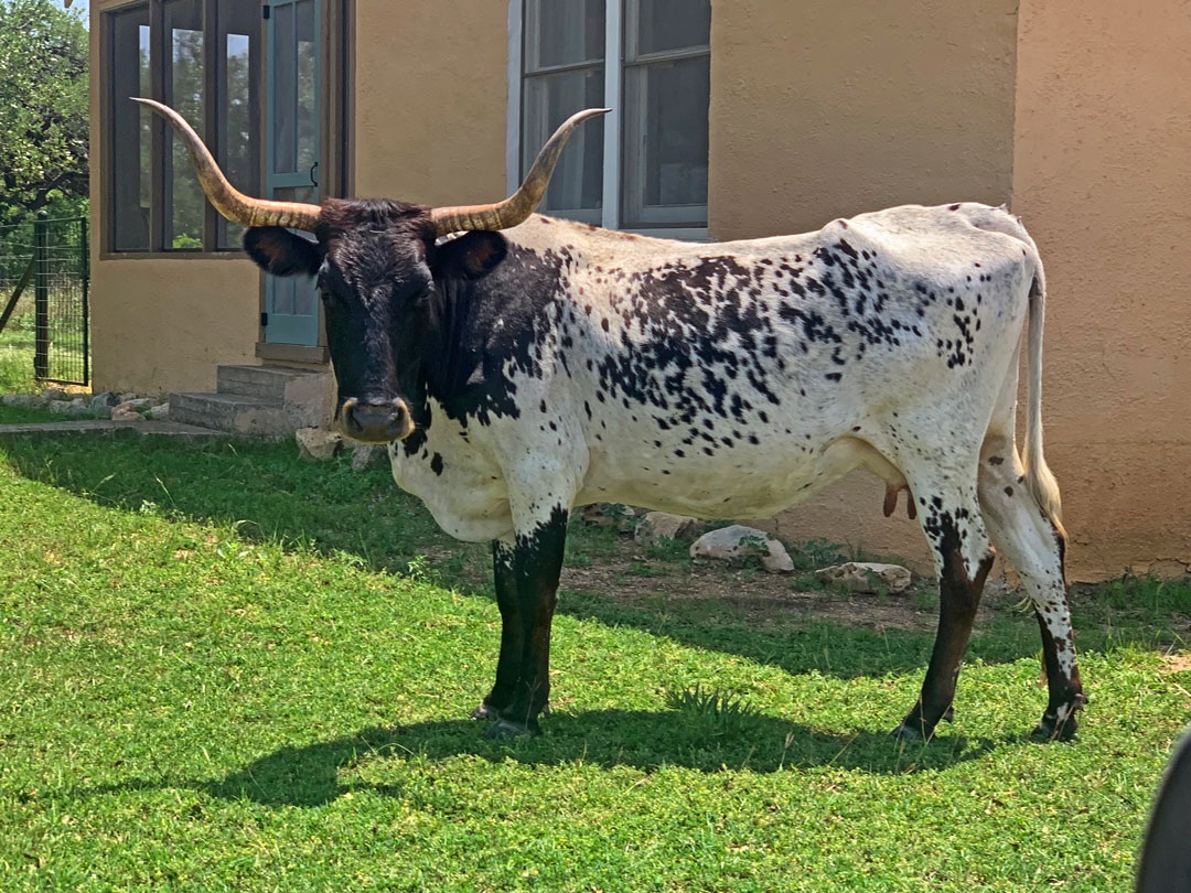 Texas Longhorn cow; dark head & speckled sides