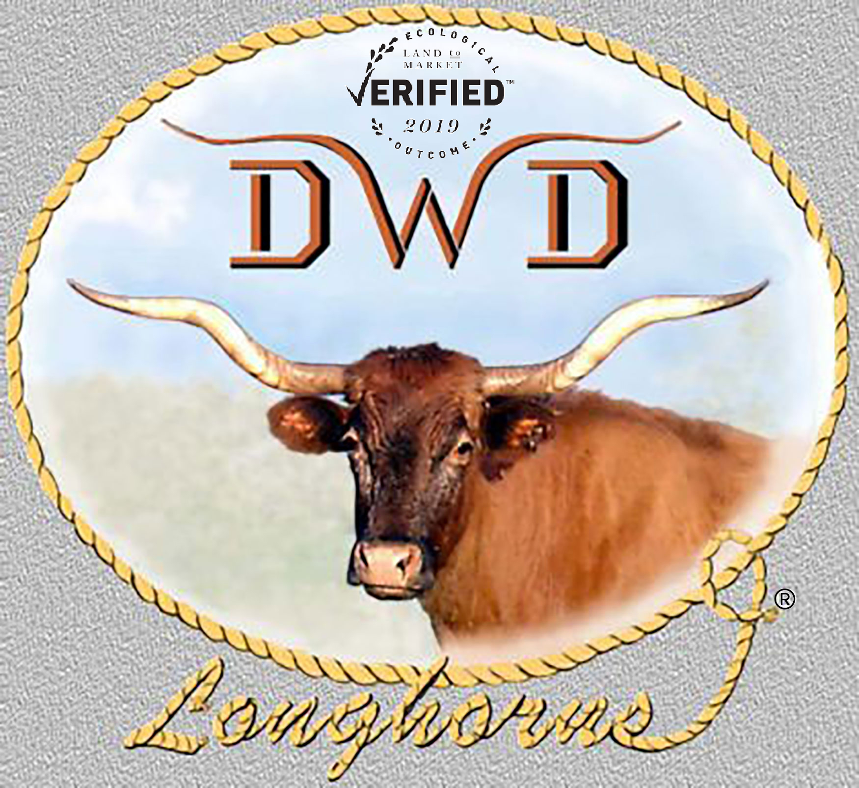Texas Longhorn Cattle