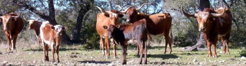 Texas Longhorn Cattle